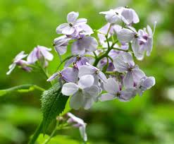 Attēlu rezultāti vaicājumam “Lunaria rediviva flower”