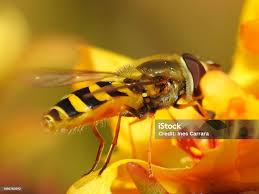 Attēlu rezultāti vaicājumam “Eupeodes corollae”