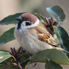 Attēlu rezultāti vaicājumam “Passer montanus adult”