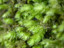 Attēlu rezultāti vaicājumam “Pseudotaxiphyllum elegans macro”