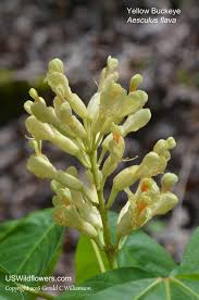 Attēlu rezultāti vaicājumam “Aesculus flava flower”