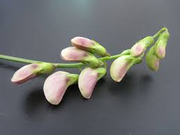 Attēlu rezultāti vaicājumam “Lathyrus latifolius bud”