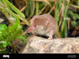 Attēlu rezultāti vaicājumam “Sorex araneus”