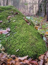 Attēlu rezultāti vaicājumam “Anomodon viticulosus”