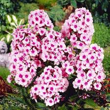 Image result for Phlox paniculata `Bright Eyes`