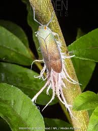 Attēlu rezultāti vaicājumam “Reticularia sp.”