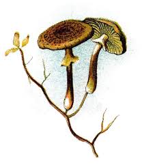 Attēlu rezultāti vaicājumam “Armillaria mellea”