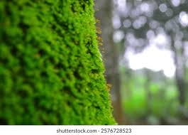 Attēlu rezultāti vaicājumam “Bryum funkii macro”