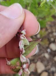 Attēlu rezultāti vaicājumam “Fallopia convolvulus”