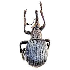 Attēlu rezultāti vaicājumam “Apionidae”