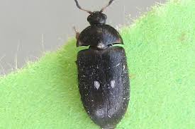 Attēlu rezultāti vaicājumam “Attagenus pellio”