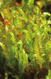 Attēlu rezultāti vaicājumam “Warnstorfia exannulata”