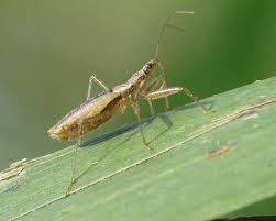 Attēlu rezultāti vaicājumam “Nabis limbatus”