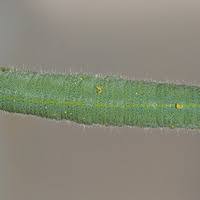 Attēlu rezultāti vaicājumam “Pieris rapae larva”