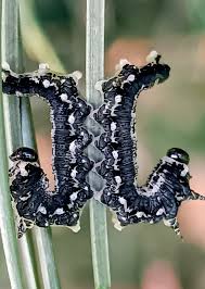 Attēlu rezultāti vaicājumam “Neodiprion sertifer”