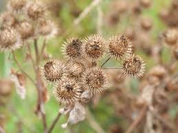 Attēlu rezultāti vaicājumam “Arctium tomentosum fruit”