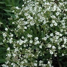 Attēlu rezultāti vaicājumam “Gypsophila paniculata”