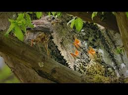 Attēlu rezultāti vaicājumam “Turdus viscivorus nest”