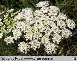 Attēlu rezultāti vaicājumam “Cnidium dubium”