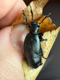 Attēlu rezultāti vaicājumam “Meloe sp. larva”