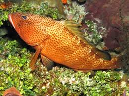 Image result for Epinephelus guttatus