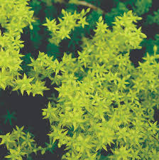 Attēlu rezultāti vaicājumam “Sedum sexangulare flower”