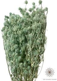 Attēlu rezultāti vaicājumam “Eryngium planum fruit”