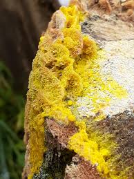 Attēlu rezultāti vaicājumam “Fuligo gyrosa plasmodium”