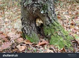 Attēlu rezultāti vaicājumam “Antrodia albida”