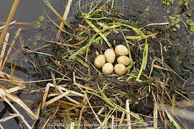 Attēlu rezultāti vaicājumam “Podiceps cristatus nest”