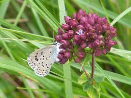 Attēlu rezultāti vaicājumam “Maculinea alcon female”
