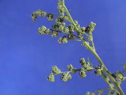 Attēlu rezultāti vaicājumam “Chenopodium album”