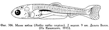 Image result for Rutilus caspicus