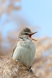 Image result for Acrocephalus arundinaceus