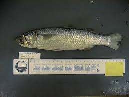 Image result for Mugil curema