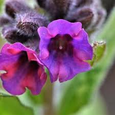 Image result for Pulmonaria Silverado