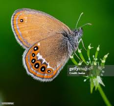Attēlu rezultāti vaicājumam “Coenonympha hero”