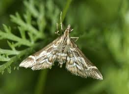 Attēlu rezultāti vaicājumam “Diasemia reticularis”