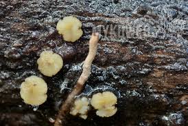 Attēlu rezultāti vaicājumam “Vibrissea decolorans”