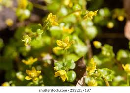 Attēlu rezultāti vaicājumam “Saxifraga cymbalaria”