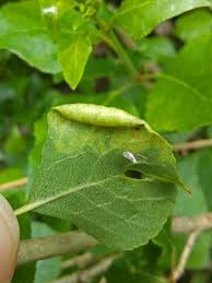 Attēlu rezultāti vaicājumam “Thecabius affinis”