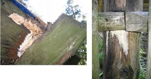 Attēlu rezultāti vaicājumam “Antrodia sinuosa”