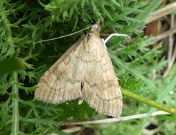 Attēlu rezultāti vaicājumam “Udea fulvalis”