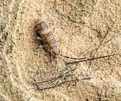 Attēlu rezultāti vaicājumam “Orchesella sp.”