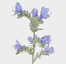 Attēlu rezultāti vaicājumam “Echium vulgare flower”