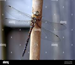 Attēlu rezultāti vaicājumam “Aeshna mixta female”