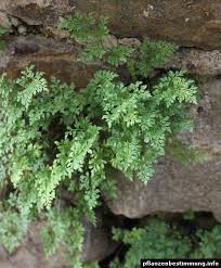 Attēlu rezultāti vaicājumam “Asplenium ruta-muraria”