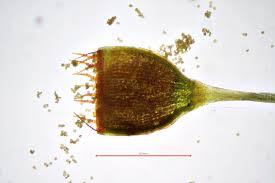 Attēlu rezultāti vaicājumam “Rhabdoweisia fugax”