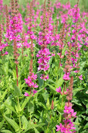 Image result for Blutweiderich