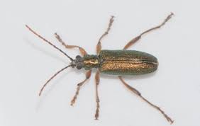 Attēlu rezultāti vaicājumam “Donacia clavipes”